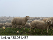 White sheep herd graze in Dagestan. Russia. Стоковое фото, фотограф Знаменский Олег / Фотобанк Лори