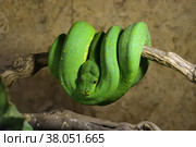 The white-lipped pit viper (2022 год). Стоковое фото, фотограф Знаменский Олег / Фотобанк Лори