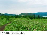 Landscape of Kunashir island, view of the Golovnin volcano caldera with hot lakes and a path through the thickets of sasa bamboo and dwarf pines on a foreground. Стоковое фото, фотограф Евгений Харитонов / Фотобанк Лори