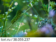 Гусеница. Стоковое фото, фотограф Олеся Суббота / Фотобанк Лори