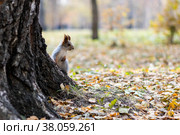 Белка. Стоковое фото, фотограф Олеся Суббота / Фотобанк Лори