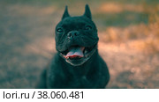 Dog stuck out his tongue. Стоковое видео, видеограф Дарья Сергеевна Ярошенко / Фотобанк Лори