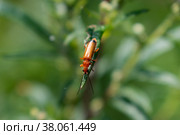 Многокоготник зонтичный (рыжая мягкотелка, Rhagonycha fulva) на листе растения. Стоковое фото, фотограф Евгений Капранов / Фотобанк Лори