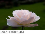 Нежная белая роза на тёмно-зелёном размытом фоне. Стоковое фото, фотограф Евгений Капранов / Фотобанк Лори