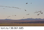 Group of common cranes (Grus) flying in Laguna de Gallocanta. Стоковое фото, фотограф Яков Филимонов / Фотобанк Лори