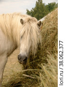 A shaggy white pony stands near a haystack. Стоковое фото, фотограф Ярославский Максим / Фотобанк Лори