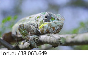 Closeup of a fly disturbs Chameleon lying on a tree branch during molting. Panther chameleon (Furcifer pardalis) Стоковое фото, фотограф Некрасов Андрей / Фотобанк Лори
