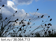 Кровохлебка лекарственная (lat. Sanguisorba officinalis) на фоне вечернего неба. Стоковое фото, фотограф Наталья Сухорукова / Фотобанк Лори