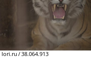Tiger in cage roaring (2022 год). Редакционное видео, видеограф Devendra Rawat / Фотобанк Лори