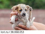 Male hands are holding little puppy. Стоковое фото, фотограф Артем Курутин / Фотобанк Лори