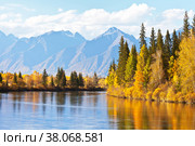 Autumn landscape with beautiful yellowed trees on the banks of calm river and a mountain range at sunny day. Siberia, Baikal region, Eastern Sayan, Buryatia, Tunka foothill valley, Irkut river. Стоковое фото, фотограф Виктория Катьянова / Фотобанк Лори