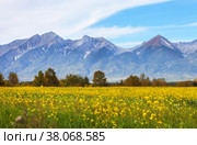 Buryatia. Tunka foothill valley. View of the Eastern Sayan Mountain range from a field of blooming yellow rapeseed on a sunny summer day. Beautiful rural landscape. Concept summer travel and agritourism. Стоковое фото, фотограф Виктория Катьянова / Фотобанк Лори