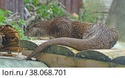 Cute Eurasian otter (Lutra lutra) in summer. Стоковое фото, фотограф Валерия Попова / Фотобанк Лори