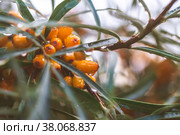 Sea buckthorn growing on a tree close up Hippophae rhamnoides. Стоковое фото, фотограф Ольга Ильина / Фотобанк Лори