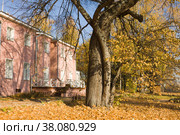 Золотая осень в музее-усадьбе Мураново, столетняя липа в парке (2014 год). Редакционное фото, фотограф Солодовникова Елена / Фотобанк Лори