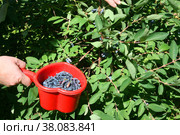 Сбор созревших ягод жимолости (Lonicera edulis) Стоковое фото, фотограф Щеголева Ольга / Фотобанк Лори