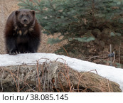 Big wild wolverine in the winter forest on the hunt. Стоковое фото, фотограф Фотограф / Фотобанк Лори