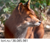 Golden jackal in nature tracks down prey, portrait. Стоковое фото, фотограф Фотограф / Фотобанк Лори