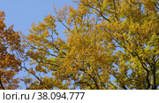 Петергоф, парк Александрия осенью. Дубы в осеннем убранстве. Peterhof, Alexandria Park in autumn. Oaks in autumn decoration. (2021 год). Стоковое видео, видеограф Евгений Романов / Фотобанк Лори