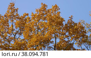 Петергоф, парк Александрия осенью. Дубы в осеннем убранстве. Peterhof, Alexandria Park in autumn. Oaks in autumn decoration. (2021 год). Стоковое видео, видеограф Евгений Романов / Фотобанк Лори