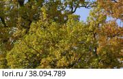 Петергоф, парк Александрия осенью. Дубы в осеннем убранстве. Peterhof, Alexandria Park in autumn. Oaks in autumn decoration. (2021 год). Стоковое видео, видеограф Евгений Романов / Фотобанк Лори