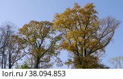 Петергоф, парк Александрия осенью. Дубы в осеннем убранстве. Peterhof, Alexandria Park in autumn. Oaks in autumn decoration. (2021 год). Редакционное видео, видеограф Евгений Романов / Фотобанк Лори