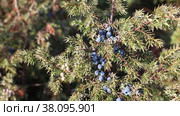 Juniperus communis. Плоды можжевельника обыкновенного, Ямало-Ненецкий автономный округ. Стоковое видео, видеограф Григорий Писоцкий / Фотобанк Лори