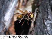 Шершень европейский (обыкновенный). Vespa crabro. Стоковое фото, фотограф Александр Тарасенков / Фотобанк Лори