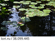 Пруд с кувшинками. Стоковое фото, фотограф Екатерина Шихова / Фотобанк Лори