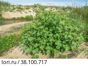Куст дурнишника на песчаном берегу ручья. Стоковое фото, фотограф Александр Романов / Фотобанк Лори