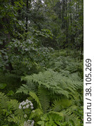 Русский лес. Липняк папоротниковый. Лето.  Tilia cordata Mill., Pteridium aquilinum (L.) Kuhn.  Matteuccia struthiopteris (L.) Tod.. Russian forest. Summer. (2022 год). Редакционное фото, фотограф Светлана Федорова / Фотобанк Лори