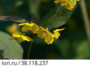Цветущий Вербейник реснитчатый (Lysimachia ciliata), крупный план. Стоковое фото, фотограф Александр Курлович / Фотобанк Лори
