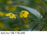 Цветущий Вербейник реснитчатый (Lysimachia ciliata), крупный план. Стоковое фото, фотограф Александр Курлович / Фотобанк Лори