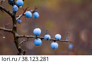 Ripe berries of a blackthorn close up. Стоковое фото, фотограф Андрей С / Фотобанк Лори