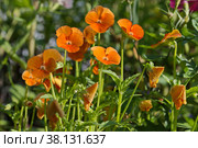 Цветущая золотисто-желтая виола (Viola Golden Yellow) в саду. Стоковое фото, фотограф Елена Коромыслова / Фотобанк Лори