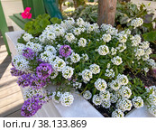 Алиссум медовый (Alyssum maritimum) (2022 год). Стоковое фото, фотограф Мария Кылосова / Фотобанк Лори