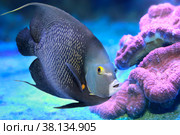 Французский ангел (Pomacanthus paru). Морская рыба. Стоковое фото, фотограф Татьяна Белова / Фотобанк Лори