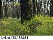 Весна в городском парке. Стоковое фото, фотограф Vanilla Decline / Фотобанк Лори