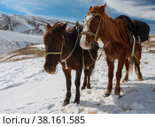 Две оседланные лошади отдыхают на маршруте в горах зимой. Стоковое фото, фотограф Олег Елагин / Фотобанк Лори