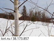 Березка в снежном лесу. Стоковое фото, фотограф Оксана Шведкова / Фотобанк Лори