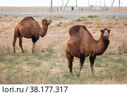 Dromedary camels. Стоковое фото, фотограф Art Konovalov / Фотобанк Лори