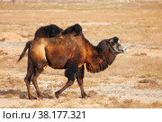 Bactrian camel. Стоковое фото, фотограф Art Konovalov / Фотобанк Лори