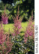 Цветок астильбы (Astilbe) Стоковое фото, фотограф EgleKa / Фотобанк Лори