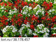 Бегония вечноцветущая (Begonia semperflorens Link & Otto)  с красными и белыми цветками. Стоковое фото, фотограф Ирина Борсученко / Фотобанк Лори