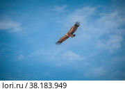 Белоголовый сип в полёте над Сулакским каньоном. Дагестан. Стоковое фото, фотограф Сергей Цепек / Фотобанк Лори
