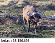 Африканский буйвол (Syncerus caffer) (2021 год). Стоковое фото, фотограф EgleKa / Фотобанк Лори