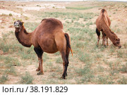 Dromedary camels. Стоковое фото, фотограф Art Konovalov / Фотобанк Лори