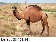 Dromedary camel. Стоковое фото, фотограф Art Konovalov / Фотобанк Лори