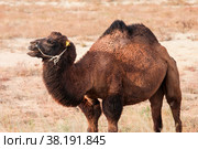 Bactrian camel. Стоковое фото, фотограф Art Konovalov / Фотобанк Лори