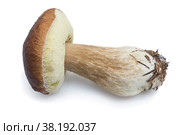 Белый гриб (L. Boletus edulis) на белом фоне. Широко распространен. Стоковое фото, фотограф Александр Романов / Фотобанк Лори